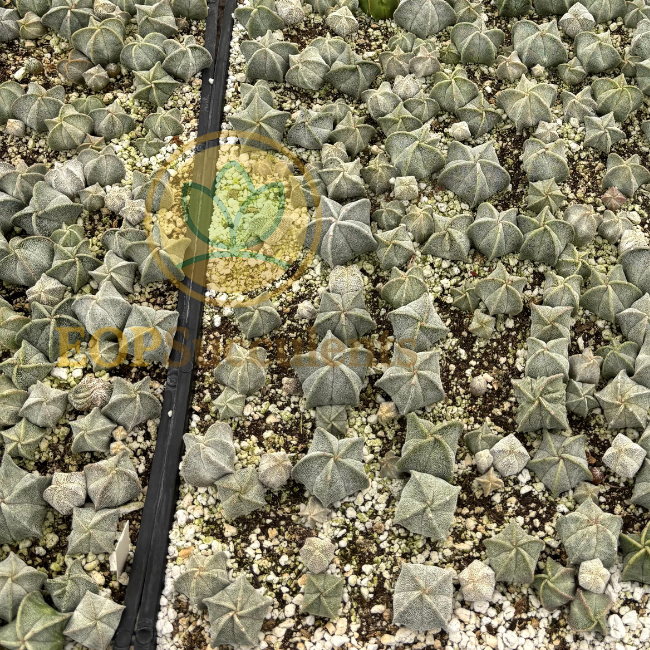 Astrophytum myriostigma – Bishop’s Cap Cactus Rare Live Plant (4" Pot)