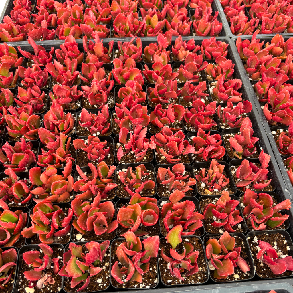 Premium Kalanchoe Sexangularis (Longiflora Coccinea) – Red Flame Succulent Plant