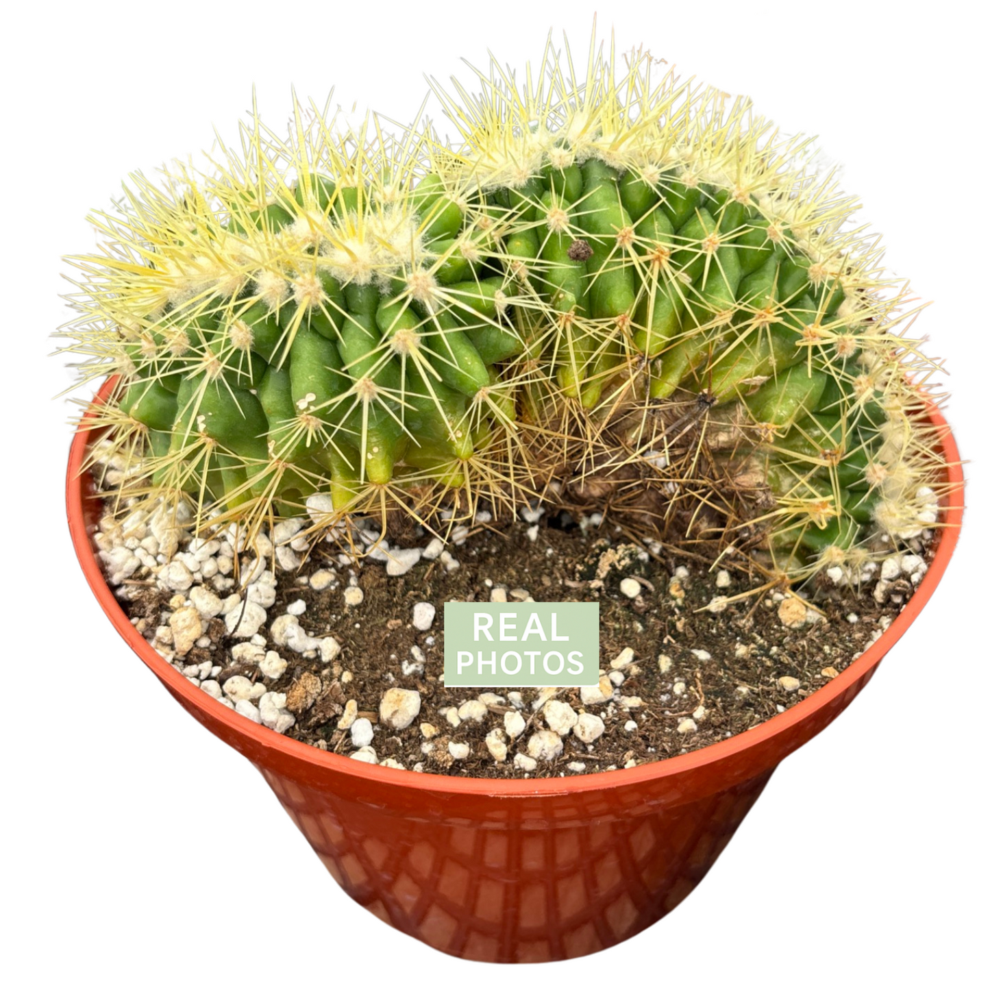 Crested Golden Barrel Cactus 8" – Rare Wave Crest, Collector-Friendly, Easy-Care