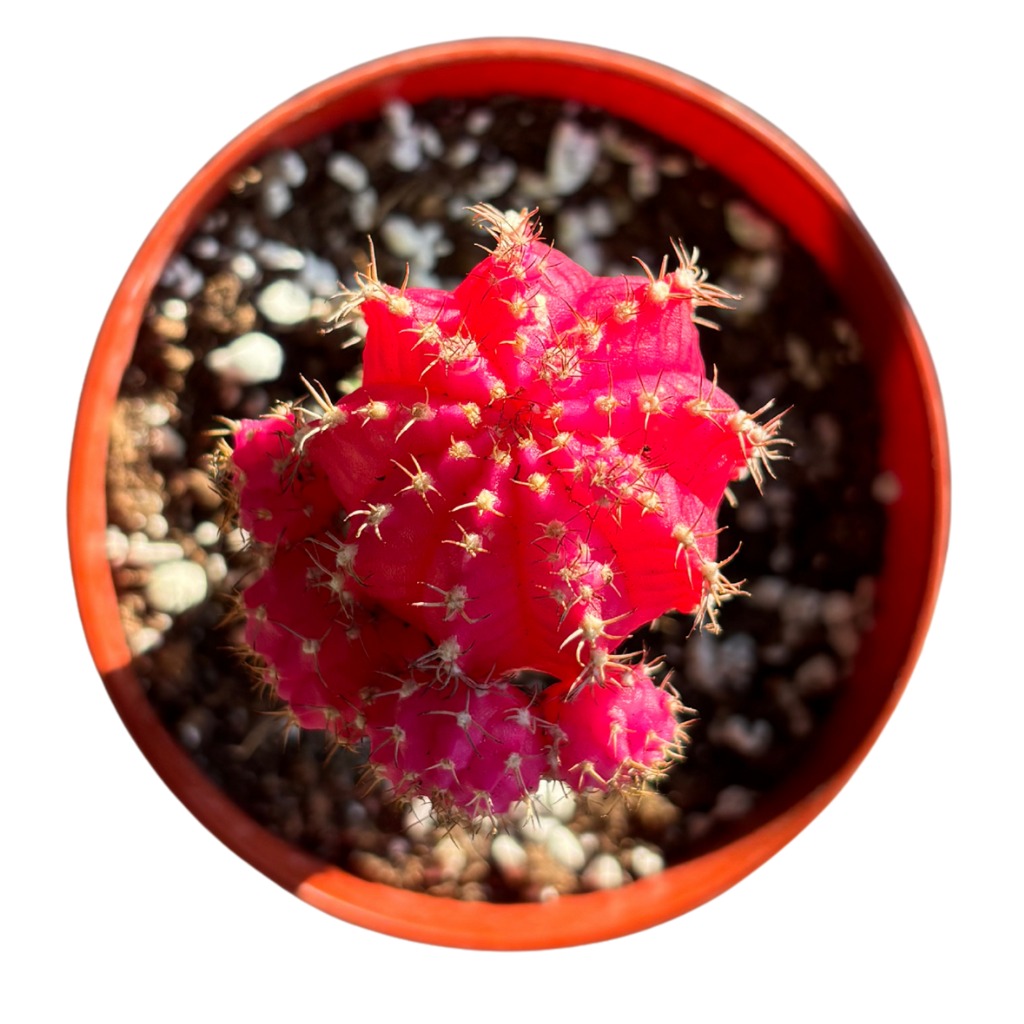 Gynocalycium Mihanovichii ‘Moon Cactus’ –Live Grafted Cactus in 4" Pot