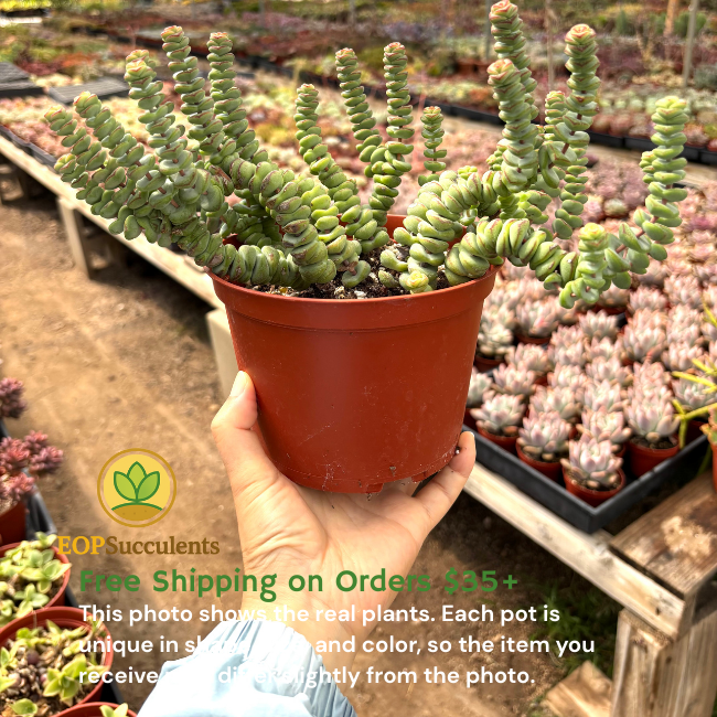 Crassula ‘Jade Necklace’ Succulent – Live plant in 2in 4in 6in / 2" 4" 6" Pot