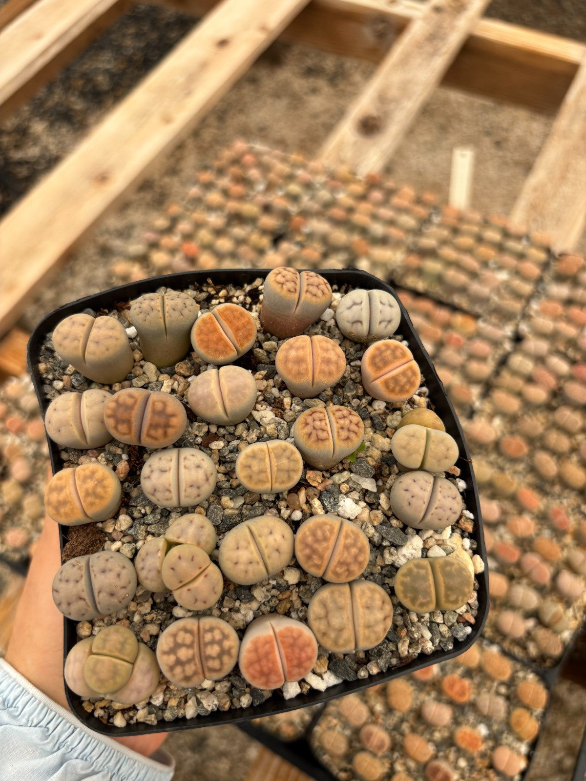 Lithops Succulents Living Stones – 1/3/5/10/25, 0.5–1" Each, Bare Root or Potted