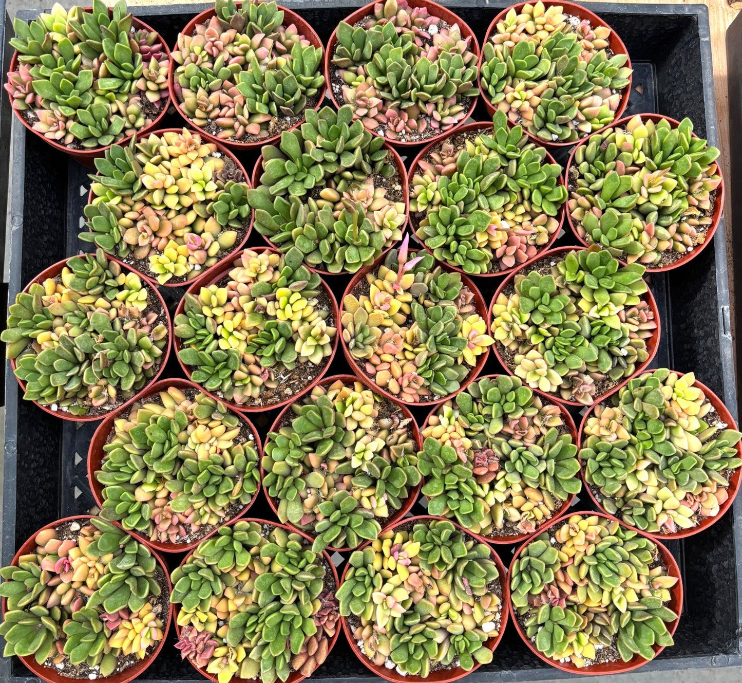 FLASH SALE - Today only 🌵 Succulent Cuttings – 40 Pack Mixed, 20+ Varieties