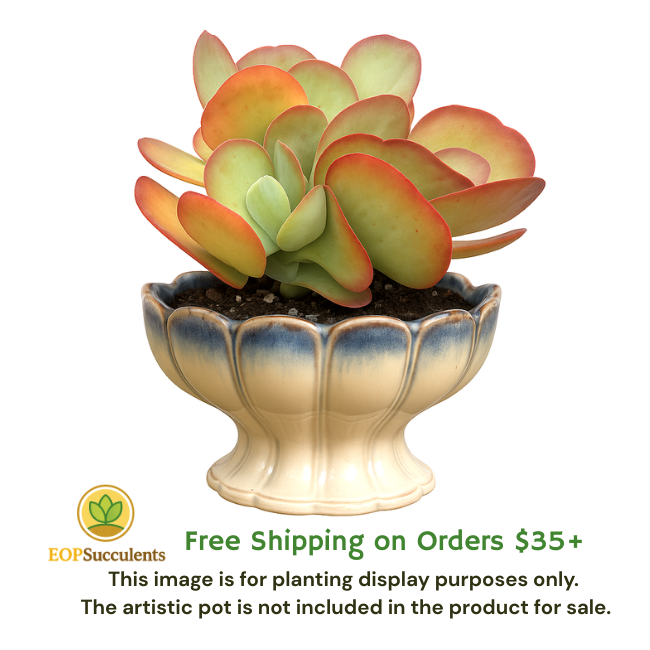 Paddle Plant, Live Succulent in 8'' Pot, Patio/Home/Garden Decor, Easy Care Gift