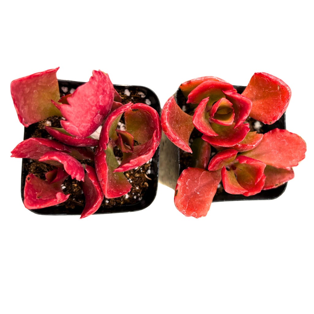 Premium Kalanchoe Sexangularis (Longiflora Coccinea) – Red Flame Succulent Plant