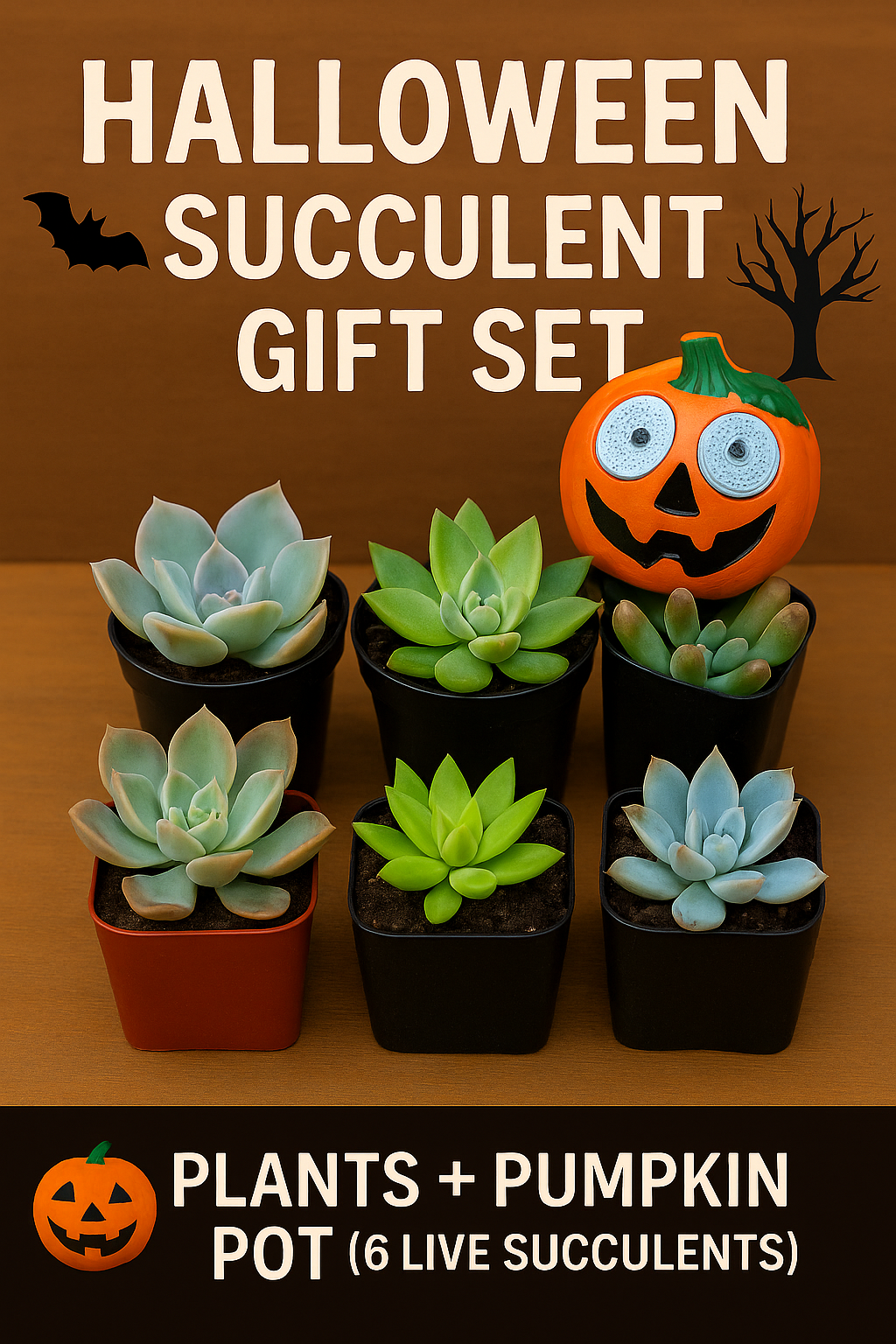 Halloween Succulent Gift Set-6 Live Succulent Plants 🎃 Solar LED Pumpkin Light