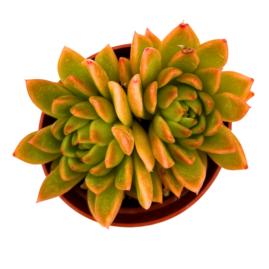Echeveria Agavoides ‘Red Edge’ Succulent (4-Inch) | Premium Large Live Plant