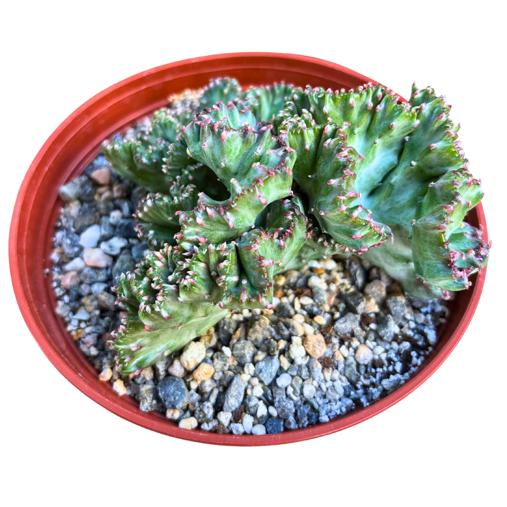 Mermaid Tail Cactus Crested Euphorbia Cristata Lactea Coral in Light Pink 6" pot