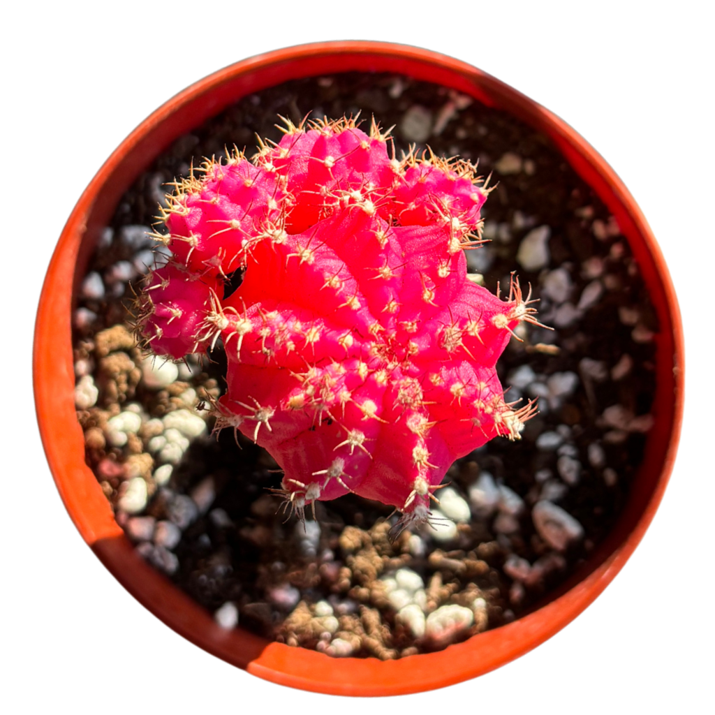 Gynocalycium Mihanovichii ‘Moon Cactus’ –Live Grafted Cactus in 4" Pot