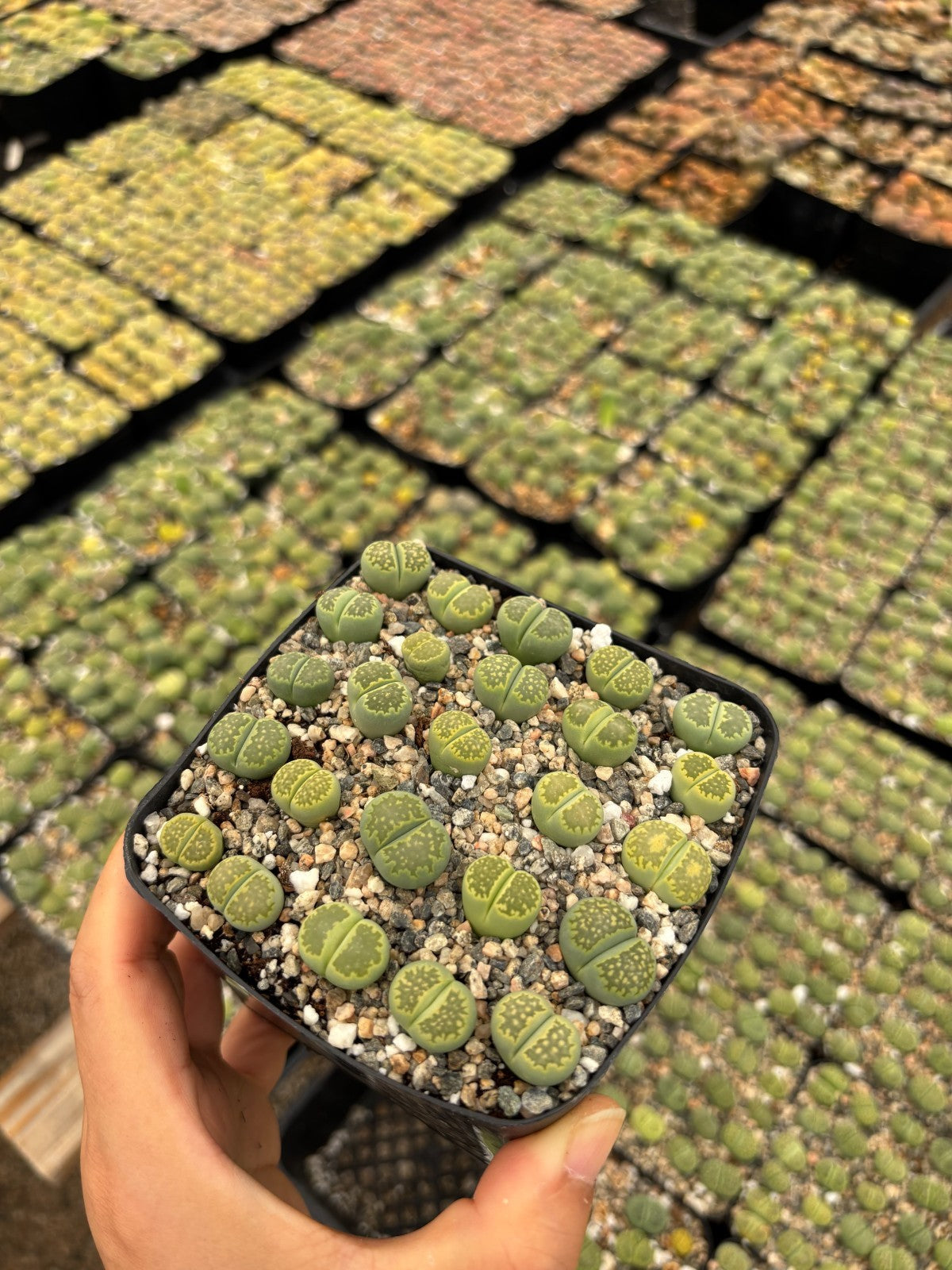 Lithops Succulents Living Stones – 1/3/5/10/25, 0.5–1" Each, Bare Root or Potted