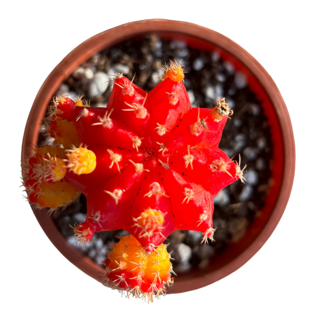 Gynocalycium Mihanovichii ‘Moon Cactus’ –Live Grafted Cactus in 4" Pot