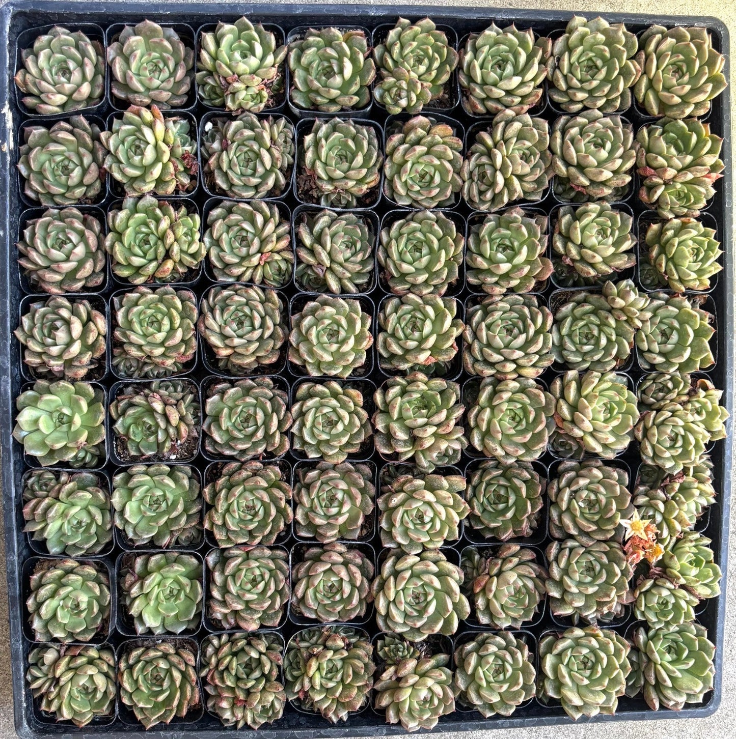 FLASH SALE - Today only 🌵 Succulent Cuttings – 40 Pack Mixed, 20+ Varieties