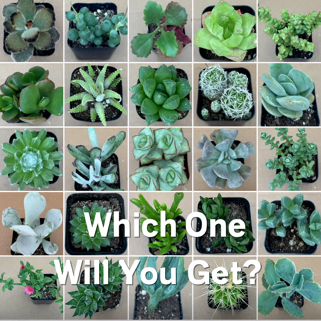 FLASH SALE - Today only 🌵 Succulent Cuttings – 40 Pack Mixed, 20+ Varieties