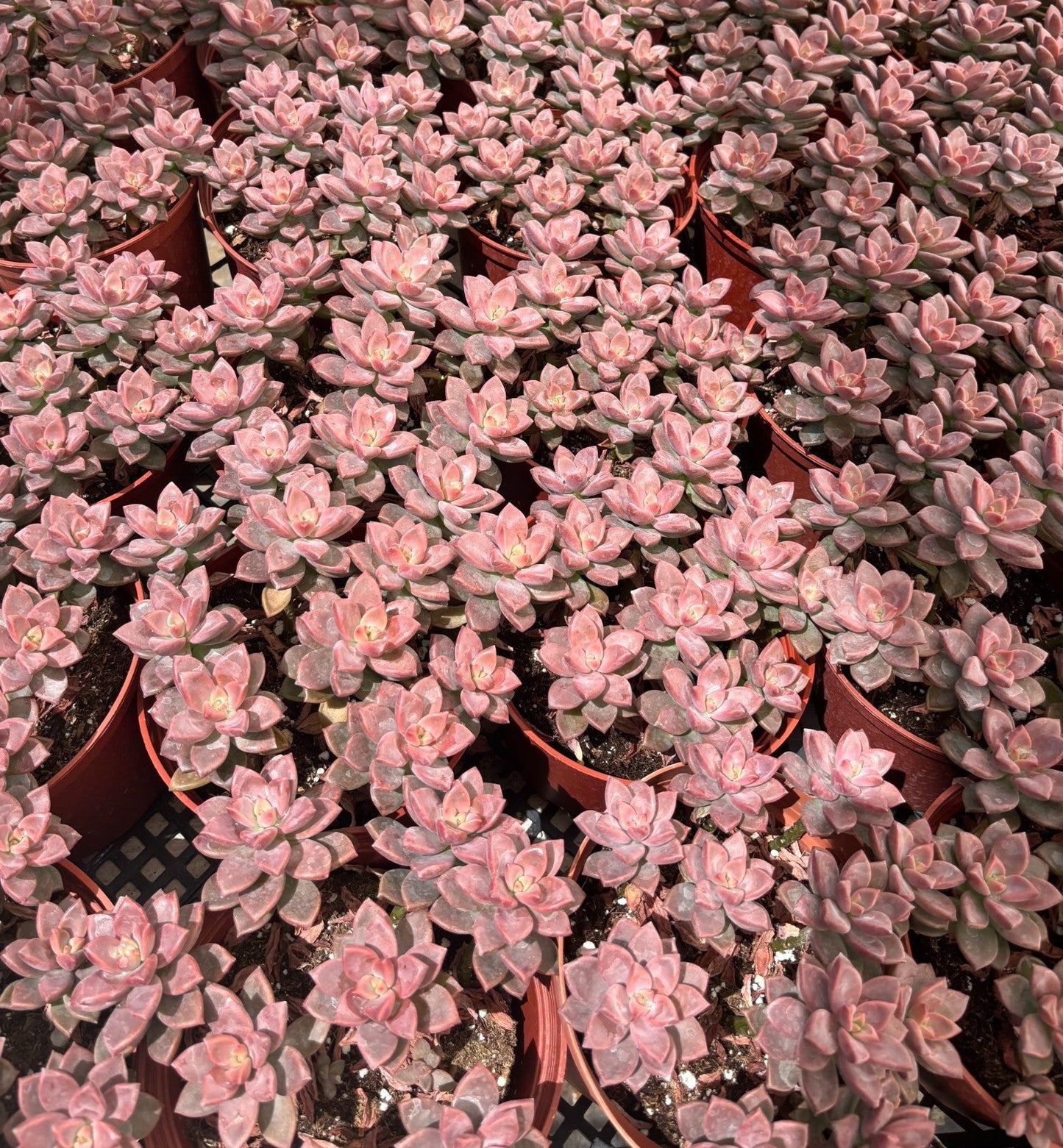 FLASH SALE - Today only 🌵 Succulent Cuttings – 40 Pack Mixed, 20+ Varieties