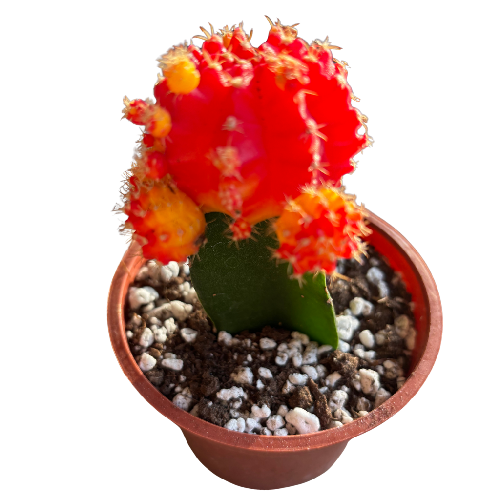 Gynocalycium Mihanovichii ‘Moon Cactus’ –Live Grafted Cactus in 4" Pot