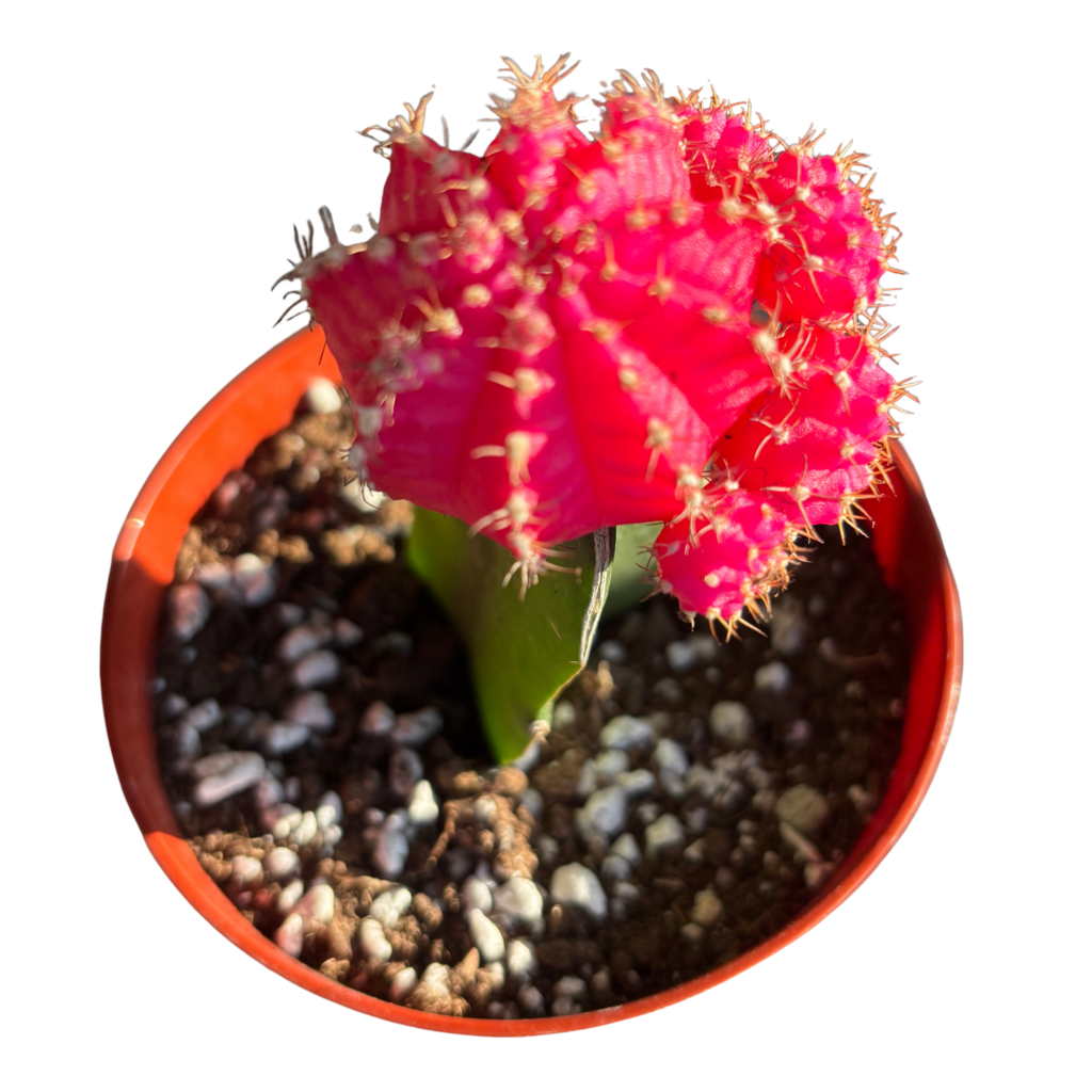 Gynocalycium Mihanovichii ‘Moon Cactus’ –Live Grafted Cactus in 4" Pot