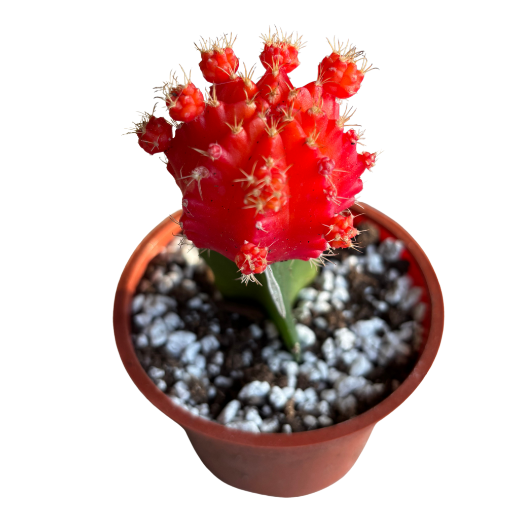 Gynocalycium Mihanovichii ‘Moon Cactus’ –Live Grafted Cactus in 4" Pot