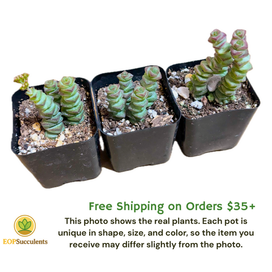 Crassula ‘Jade Necklace’ Succulent – Live plant in 2in 4in 6in / 2" 4" 6" Pot
