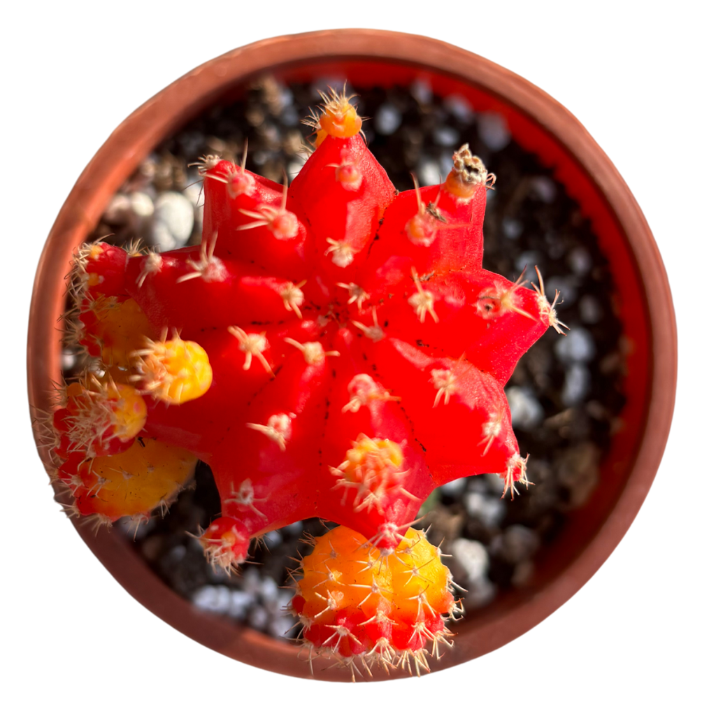 Gynocalycium Mihanovichii ‘Moon Cactus’ –Live Grafted Cactus in 4" Pot