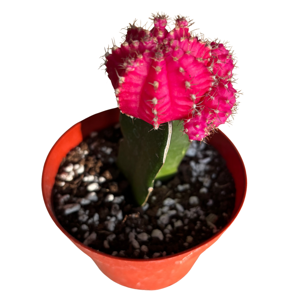 Gynocalycium Mihanovichii ‘Moon Cactus’ –Live Grafted Cactus in 4" Pot