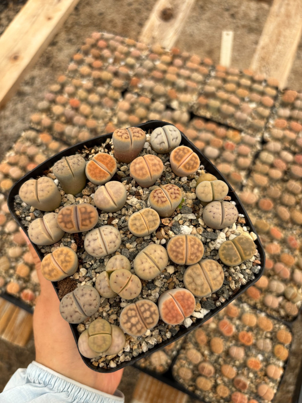 Lithops Succulents Living Stones – 1/3/5/10/25, 0.5–1" Each, Bare Root or Potted