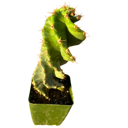 Spiral Cactus, Tornado Cactus, Cereus Forbesii Spiralis Twisted Cactus