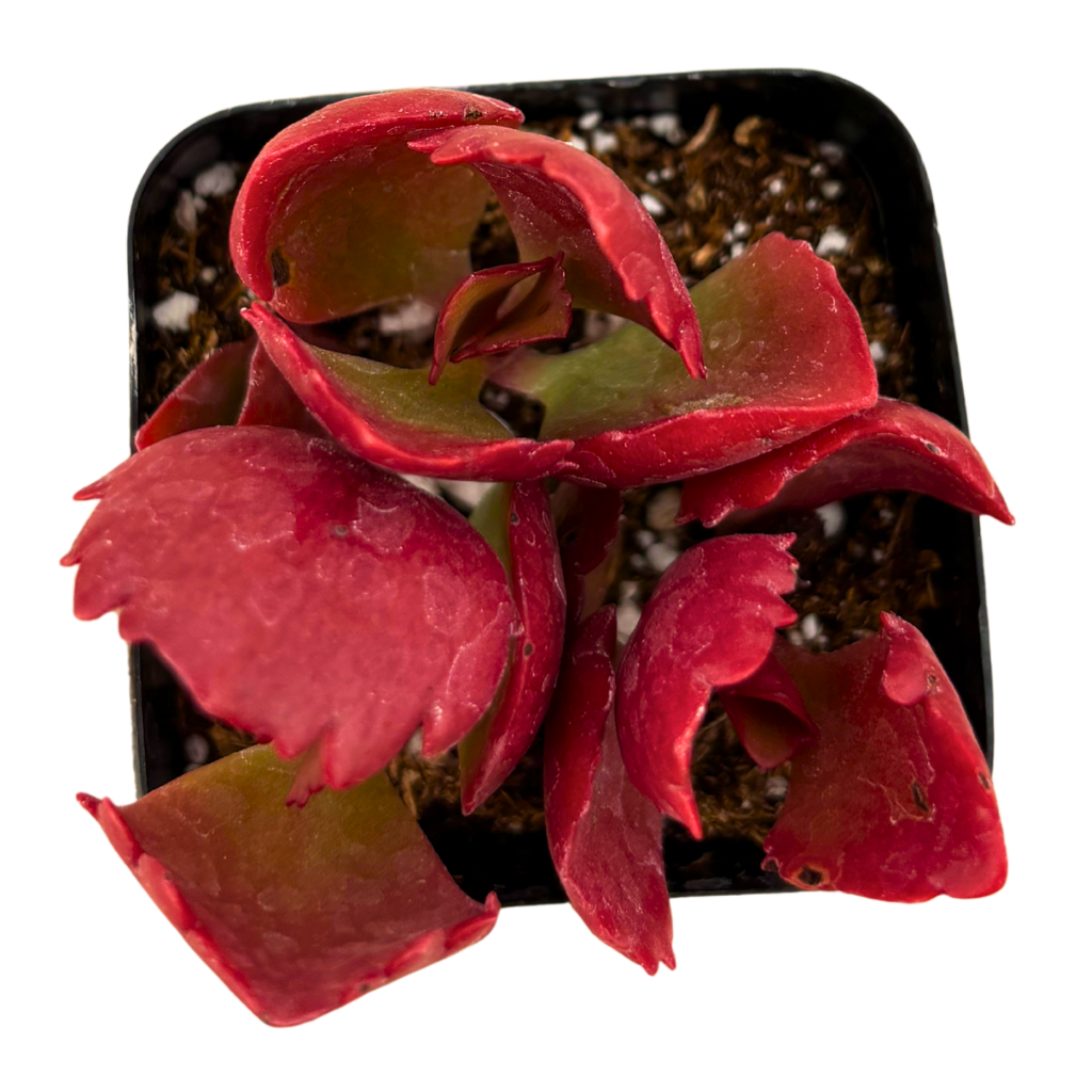 Premium Kalanchoe Sexangularis (Longiflora Coccinea) – Red Flame Succulent Plant