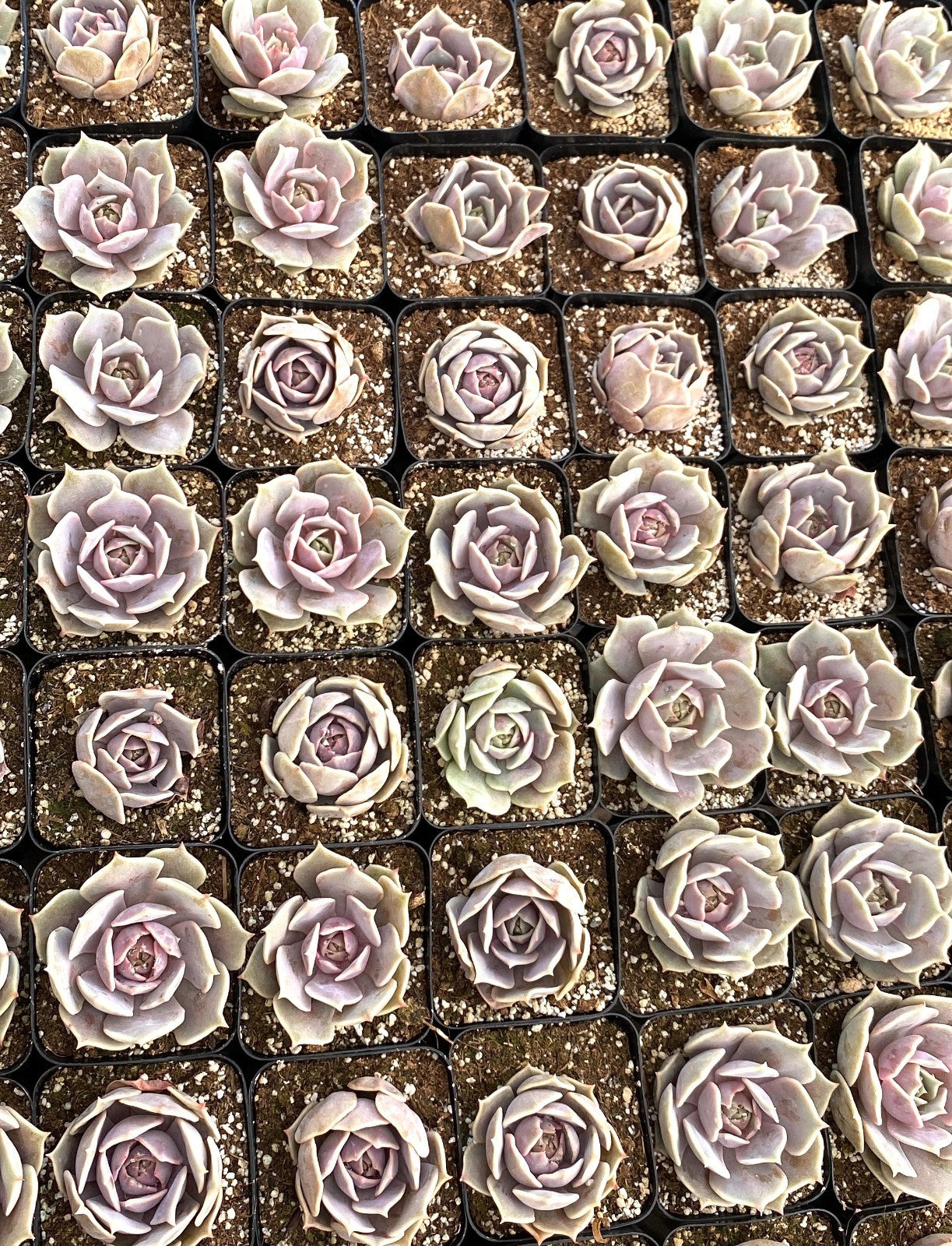 FLASH SALE - Today only 🌵 Succulent Cuttings – 40 Pack Mixed, 20+ Varieties
