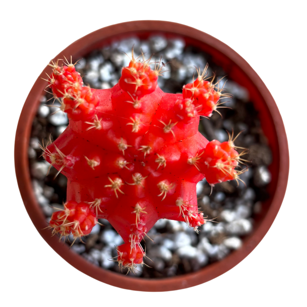 Gynocalycium Mihanovichii ‘Moon Cactus’ –Live Grafted Cactus in 4" Pot