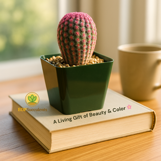 Rare Rainbow Cactus – 2" Echinocereus rubispinus, 3.5” Pot Live Succulent Plant