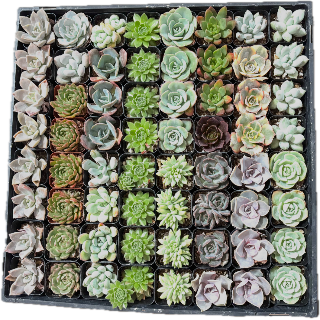 FLASH SALE - Today only 🌵 Succulent Cuttings – 40 Pack Mixed, 20+ Varieties