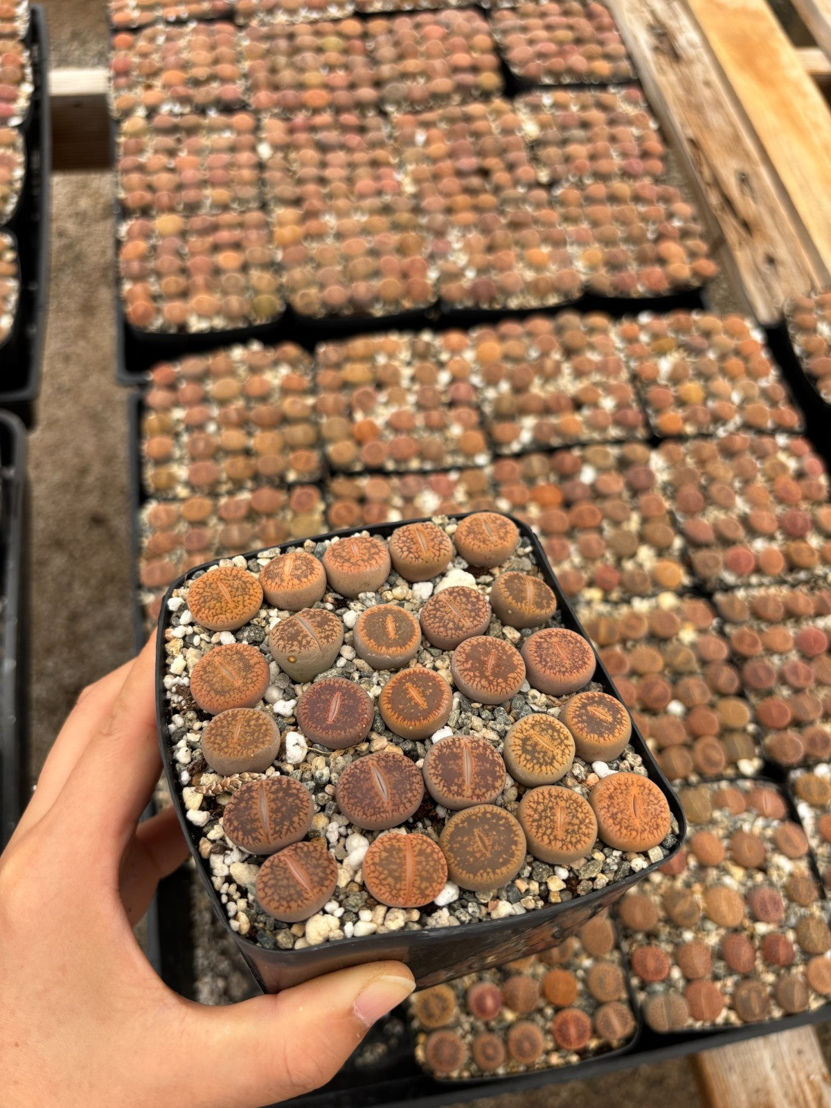Lithops Succulents Living Stones – 1/3/5/10/25, 0.5–1" Each, Bare Root or Potted
