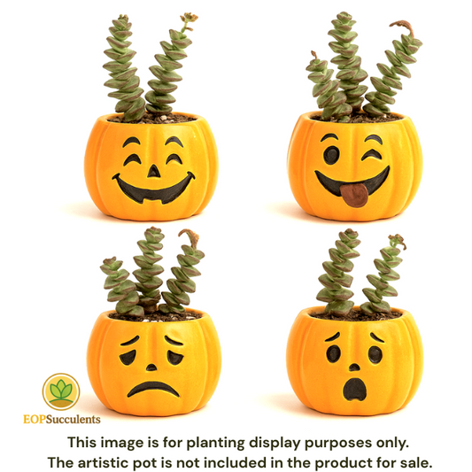 Crassula ‘Jade Necklace’ Succulent – Live plant in 2in 4in 6in / 2" 4" 6" Pot