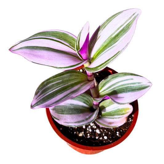 Tradescantia Nanouk Pink Houseplants Live Potted Houseplants - 4" Pot