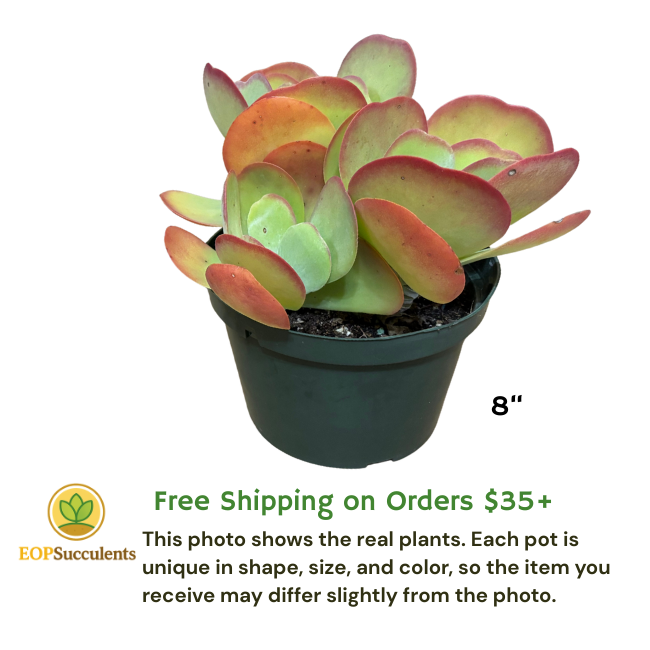 Paddle Plant, Live Succulent in 8'' Pot, Patio/Home/Garden Decor, Easy Care Gift