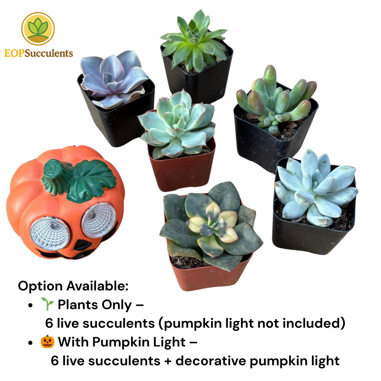 Halloween Succulent Gift Set-6 Live Succulent Plants 🎃 Solar LED Pumpkin Light