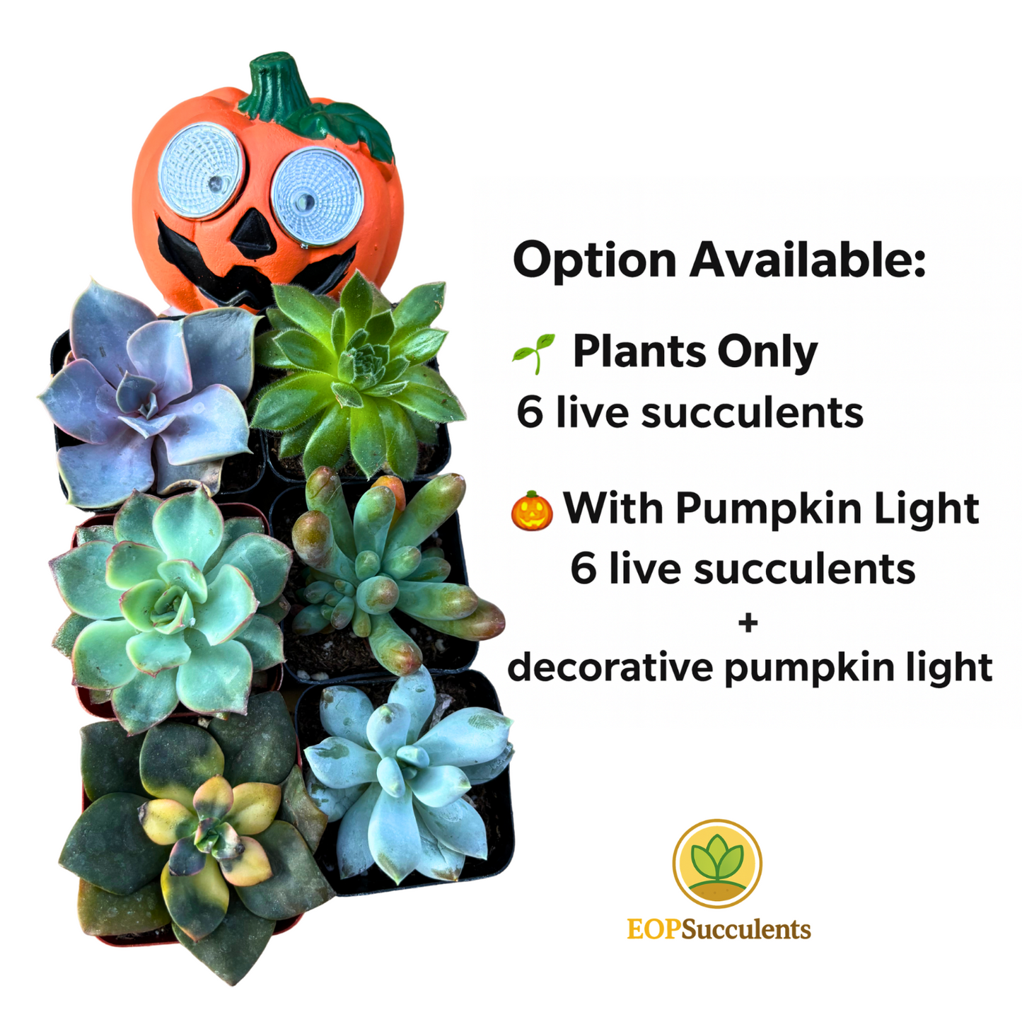 Halloween Succulent Gift Set-6 Live Succulent Plants 🎃 Solar LED Pumpkin Light