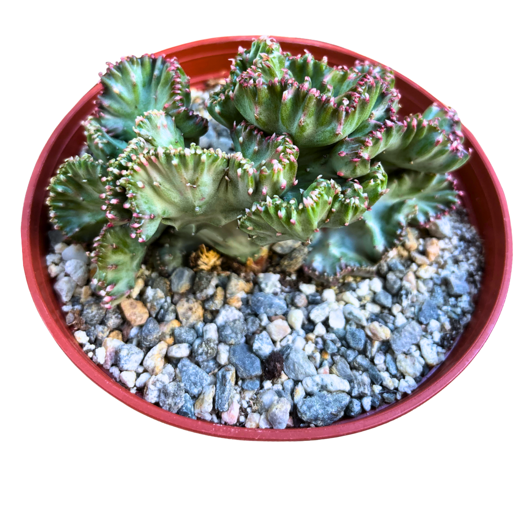 Mermaid Tail Cactus Crested Euphorbia Cristata Lactea Coral in Light Pink 6" pot