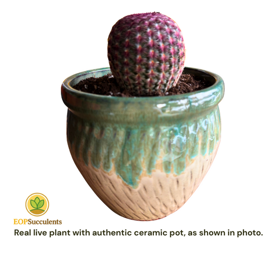 Rainbow Cactus Echinocereus rubispinus –2" Live Succulent in 5” Ceramic Pot Gift