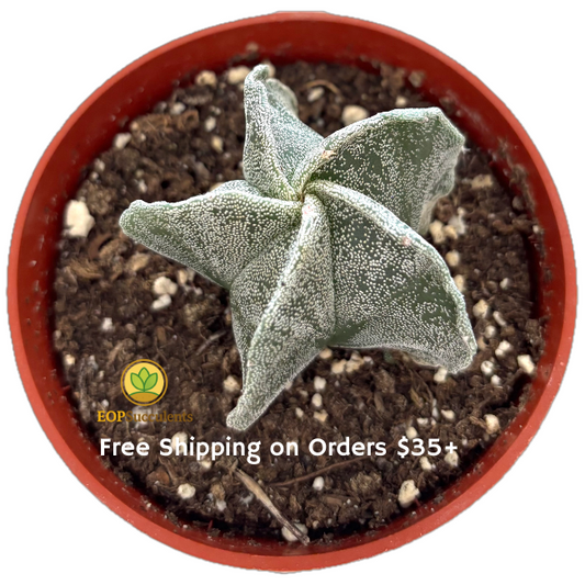 Astrophytum myriostigma – Bishop’s Cap Cactus Rare Live Plant  (4" Pot)