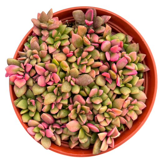 Sunrise Variegata Succulent – Anacampseros Telephiastrum 2" 4" 6" Pot Live Plant