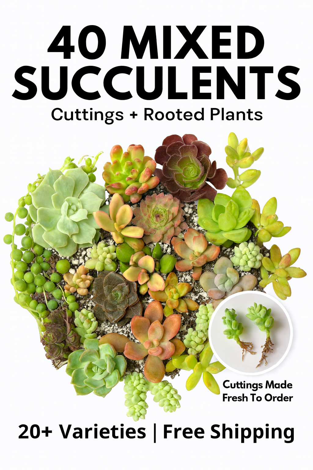 FLASH SALE - Today only 🌵 Succulent Cuttings – 40 Pack Mixed, 20+ Varieties