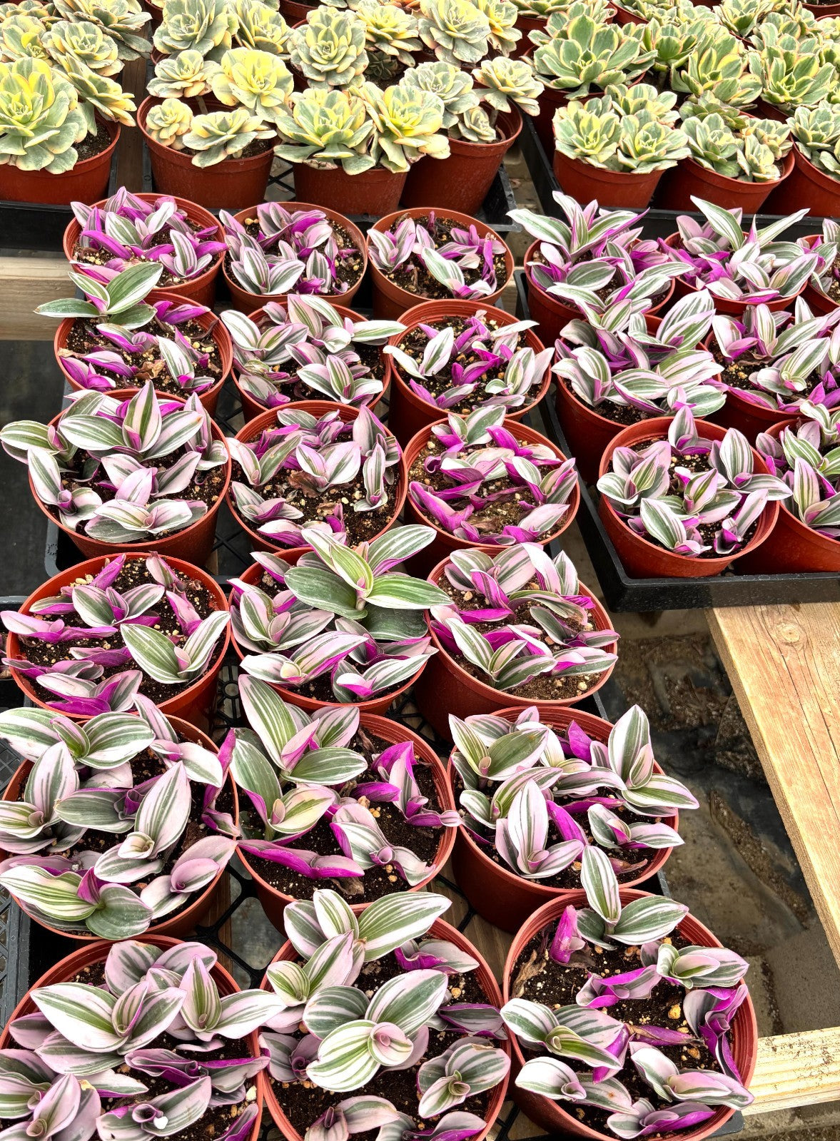 FLASH SALE - Today only 🌵 Succulent Cuttings – 40 Pack Mixed, 20+ Varieties