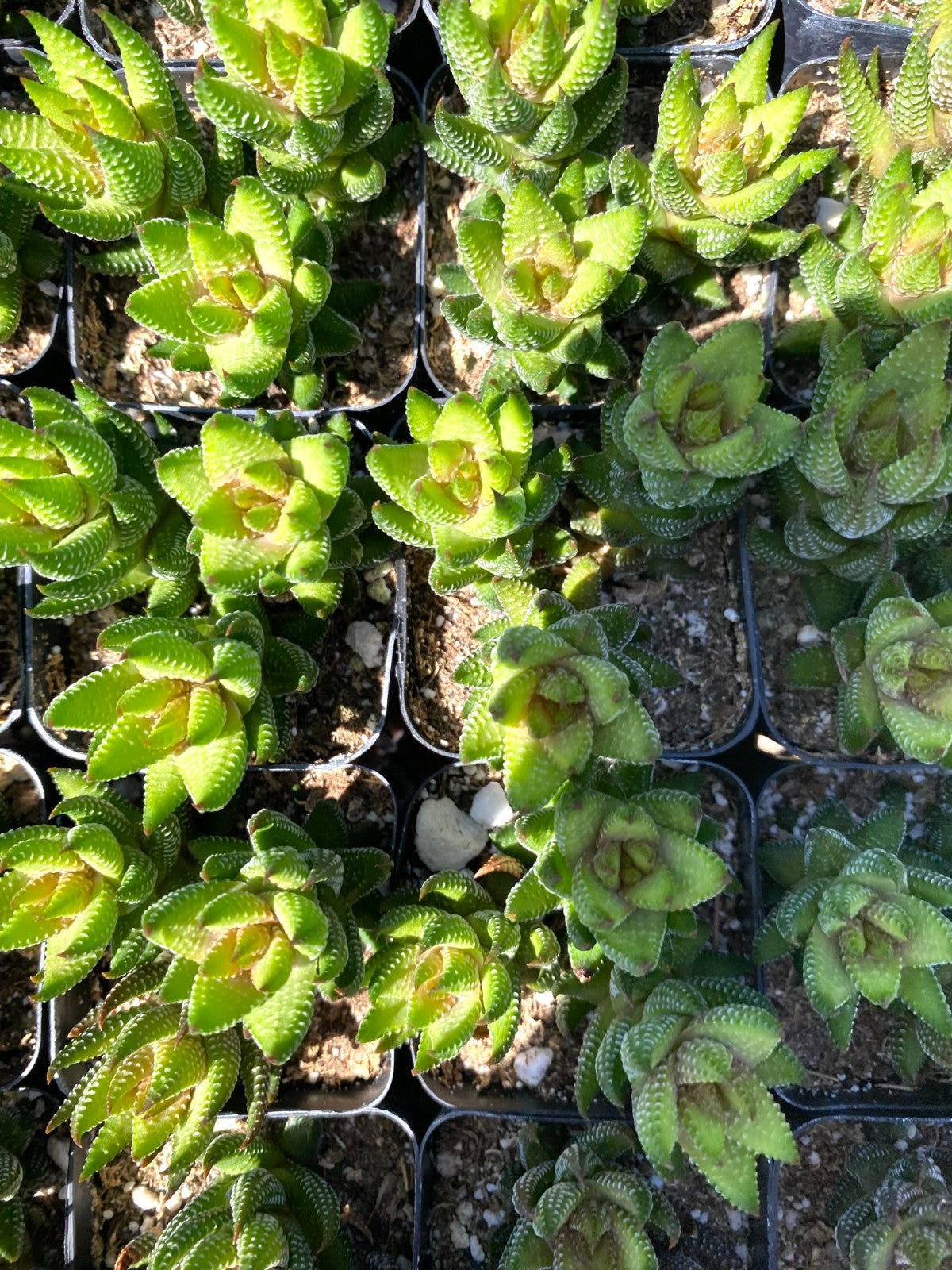 FLASH SALE - Today only 🌵 Succulent Cuttings – 40 Pack Mixed, 20+ Varieties