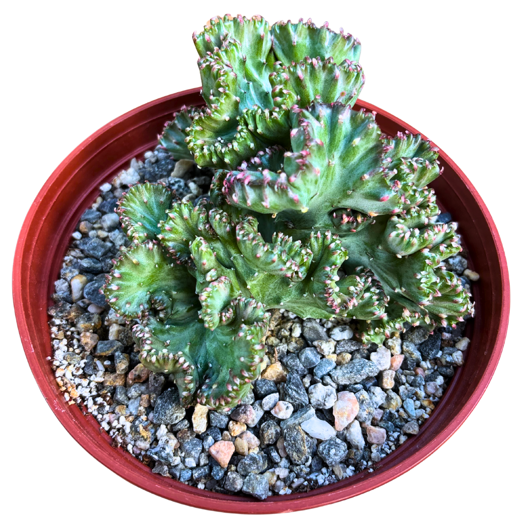 Mermaid Tail Cactus Crested Euphorbia Cristata Lactea Coral in Light Pink 6" pot