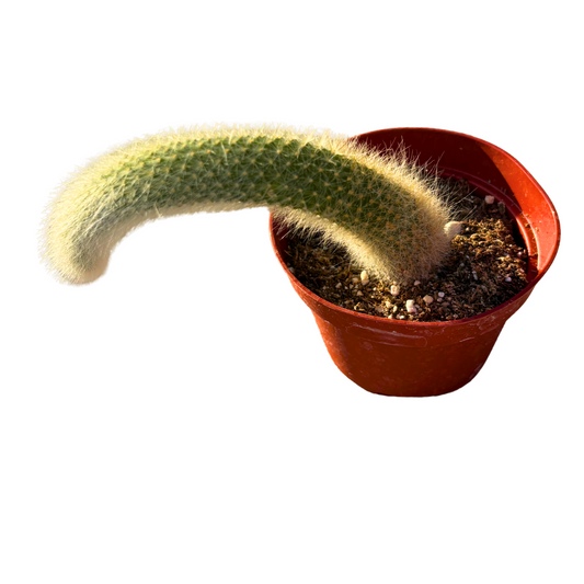 4" Monkey Tail Cactus | Hildewintera Colademononis