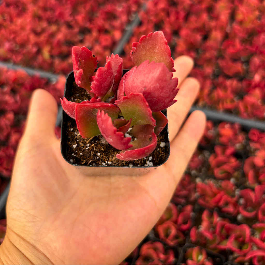 Premium Kalanchoe Sexangularis (Longiflora Coccinea) – Red Flame Succulent Plant