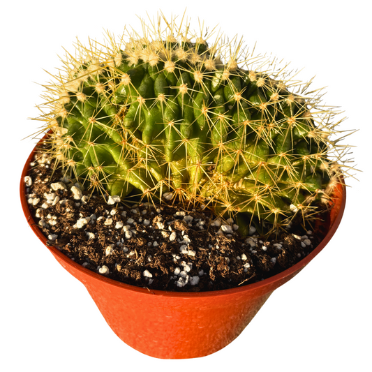 Crested Golden Barrel Cactus 8" – Rare Wave Crest, Collector-Friendly, Easy-Care