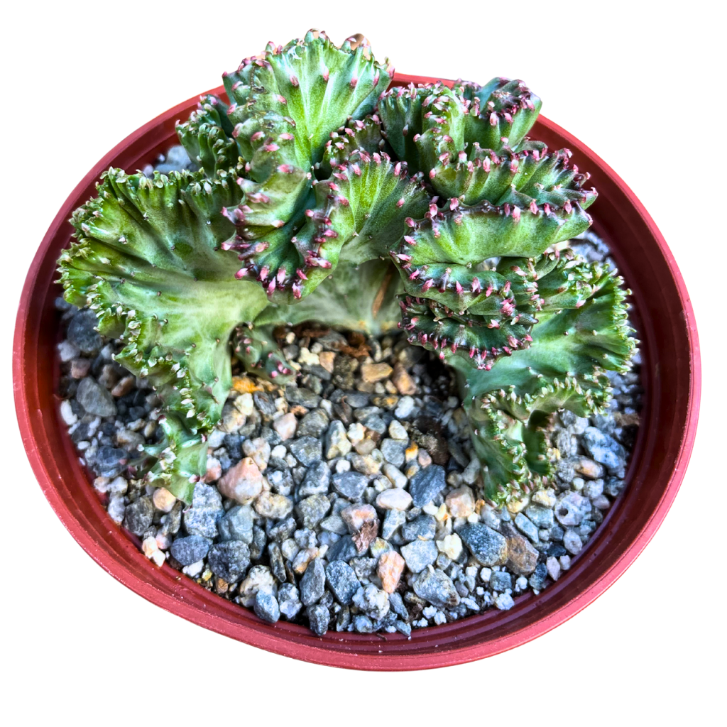 Mermaid Tail Cactus Crested Euphorbia Cristata Lactea Coral in Light Pink 6" pot