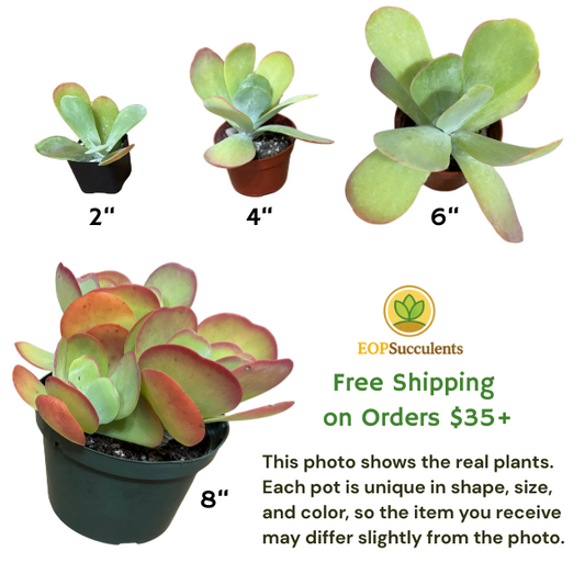 Flapjack Succulent Paddle Plant–Kalanchoe Luciae–Easy Care Live Plant 2"4"6"8"